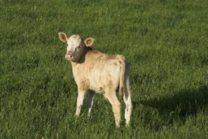 Сонник молодий Бичок маленький жінці уві сні до чого сниться?