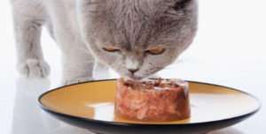 Сонник Годувати Кота мясом у сні бачити до чого сниться?
