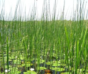 Сонник Водойма: з чистою чи брудною водою бачити уві сні до чого сниться?