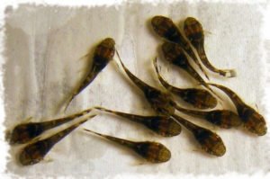 Сонник риба Сом: великий у воді у сні бачити до чого сниться?