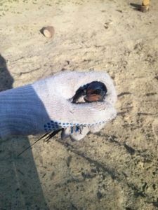 Сонник Ластівка залетевшая в будинок у сні бачити до чого сниться?