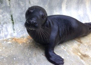 Сонник Морський Котик Сонник Морський Котик