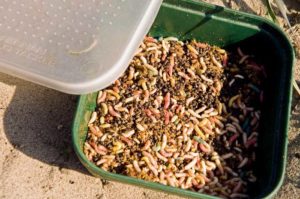 Сонник Опариші білі на тілі людини і напів у сні бачити до чого сняться?