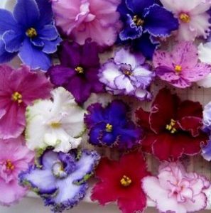 Сонник Фіалки в горщиках квітучі бачити до чого сняться?