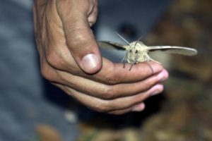 Сонник Моль багато у сні бачити до чого сниться?