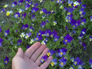 Сонник Фіалки в горщиках квітучі бачити до чого сняться?