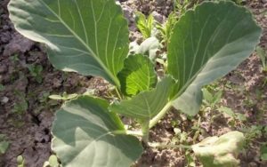 Сонник Капуста свіжа жінці у сні бачити до чого сниться?