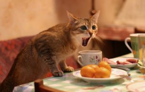 Сонник Годувати Кота мясом у сні бачити до чого сниться?