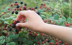Сонник Збирати Ягоди уві сні в лісі з дерева бачити до чого сниться? Сонник Збирати Ягоди уві сні в лісі з дерева бачити до чого сниться?