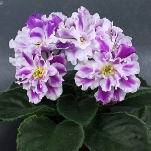 Сонник Фіалки в горщиках квітучі бачити до чого сняться?