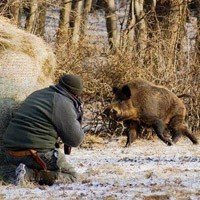 Сонник Дикі Тварини у сні бачити до чого сняться?