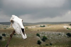 Сонник Череп: людини, тварини у сні бачити до чого сниться?