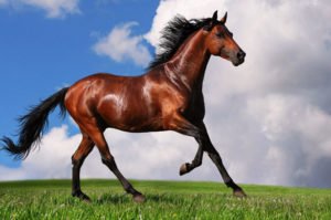 Сонник Мертва Коняка або Кінь жінці у сні бачити Сонник Мертва Коняка або Кінь жінці у сні бачити