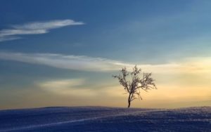 Сонник Садити Дерево уві сні в землю бачити до чого сниться?