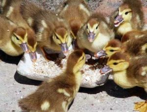 Сонник Годувати Птахів хлібом з руки уві сні бачити до чого сниться?