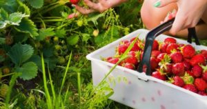 Сонник Вікторія ягода червона велика уві сні бачити до чого сниться?