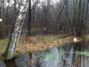 Сонник Стрибати у Воду з великої висоти у сні бачити до чого сниться?