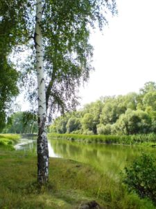 Сонник Береза дерево з зеленим листям: впало у сні бачити до чого сниться?