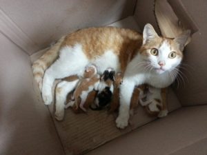 Сонник Народження Кошенят у кішки у сні бачити до чого сниться?