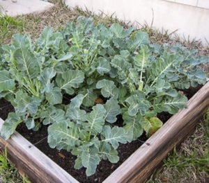 Сонник Капуста свіжа жінці у сні бачити до чого сниться?