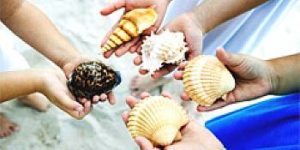 Сонник Мушлі морські збирати в сні бачити до чого сниться?