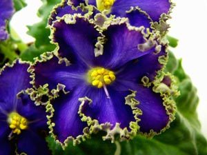 Сонник Фіалки в горщиках квітучі бачити до чого сняться?