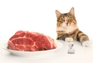 Сонник Годувати Кота мясом у сні бачити до чого сниться?