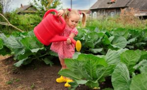 Сонник Капуста свіжа жінці у сні бачити до чого сниться?