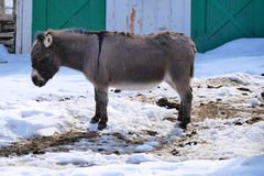 Сонник Осів у сні бачити багато до чого сняться?