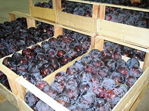 Пізньостиглий сорт сливи Стенлі: смакові якості та нюанси агротехніки