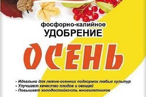 Вирощування з насіння петрушки: особливості посадки і догляду у відкритому грунті і домашніх умовах