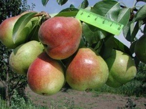 Сорт груші Сварник: особливості посадки і догляду за саджанцем