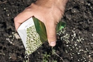 Ріпа: посадка і догляд у відритому грунті