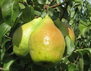 Сорт груші Ноябрська: садимо популярний урожайний сорт на своїй ділянці
