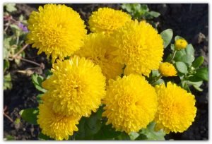 Хризантема садова багаторічна: посадка і догляд у відкритому грунті, фото і характеристики популярних видів