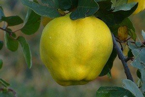 Карликова груша: особливості виведення і характеристики найбільш популярних сортів