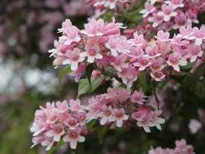 Багаторічні чагарники для саду: популярні квітучі сорти, їх особливості, назви й фото