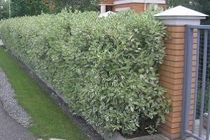 Дерен ряболисті: правильна посадка і грамотний догляд за рослиною