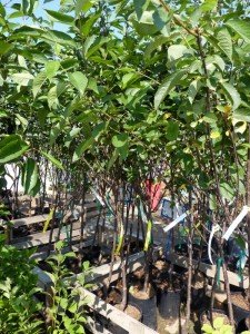 Сортові характеристики і особливості вишні Тургенівська