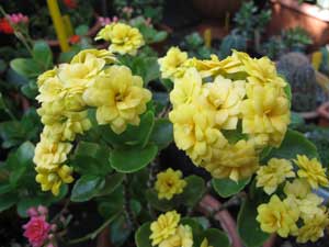 Каланхое – догляд в домашніх умовах