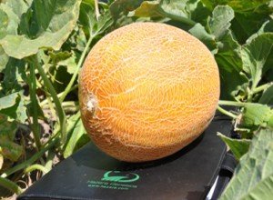 Вирощування дині в відкритому грунті Чорноземя: кращі сорти, посадка насіння і рекомендації по догляду