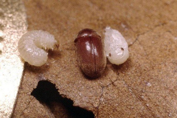 Хлібний точильник – рятуємо продукти