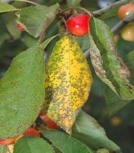 Чому не плодоносить вишня: можливі хвороби, захист та способи боротьби