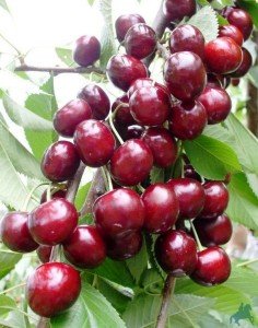 Опис зимостійкою черешні Казка: вибір саджанців, посадка і правила догляду