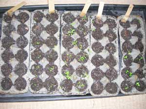 25 лайфхаков для дачі, саду та городу