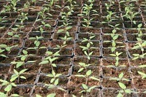 Особливості вирощування та догляду за перцем в теплиці або парнику: покрокове керівництво і відео від фахівця