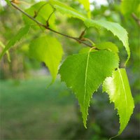 Лікування аденоми простати народними засобами