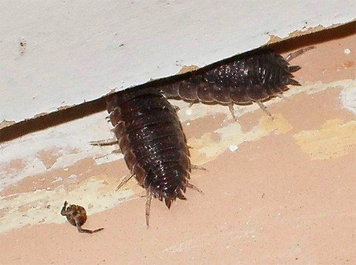 Засіб від мокриць – народні методи або хімія?