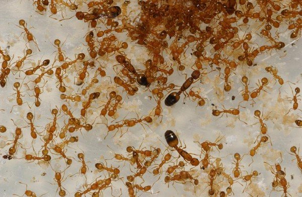 Фараонова мурахи: особливості та методи боротьби