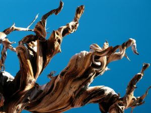 Сонник Коріння Дерев, рослин в землі бачити уві сні до чого сняться